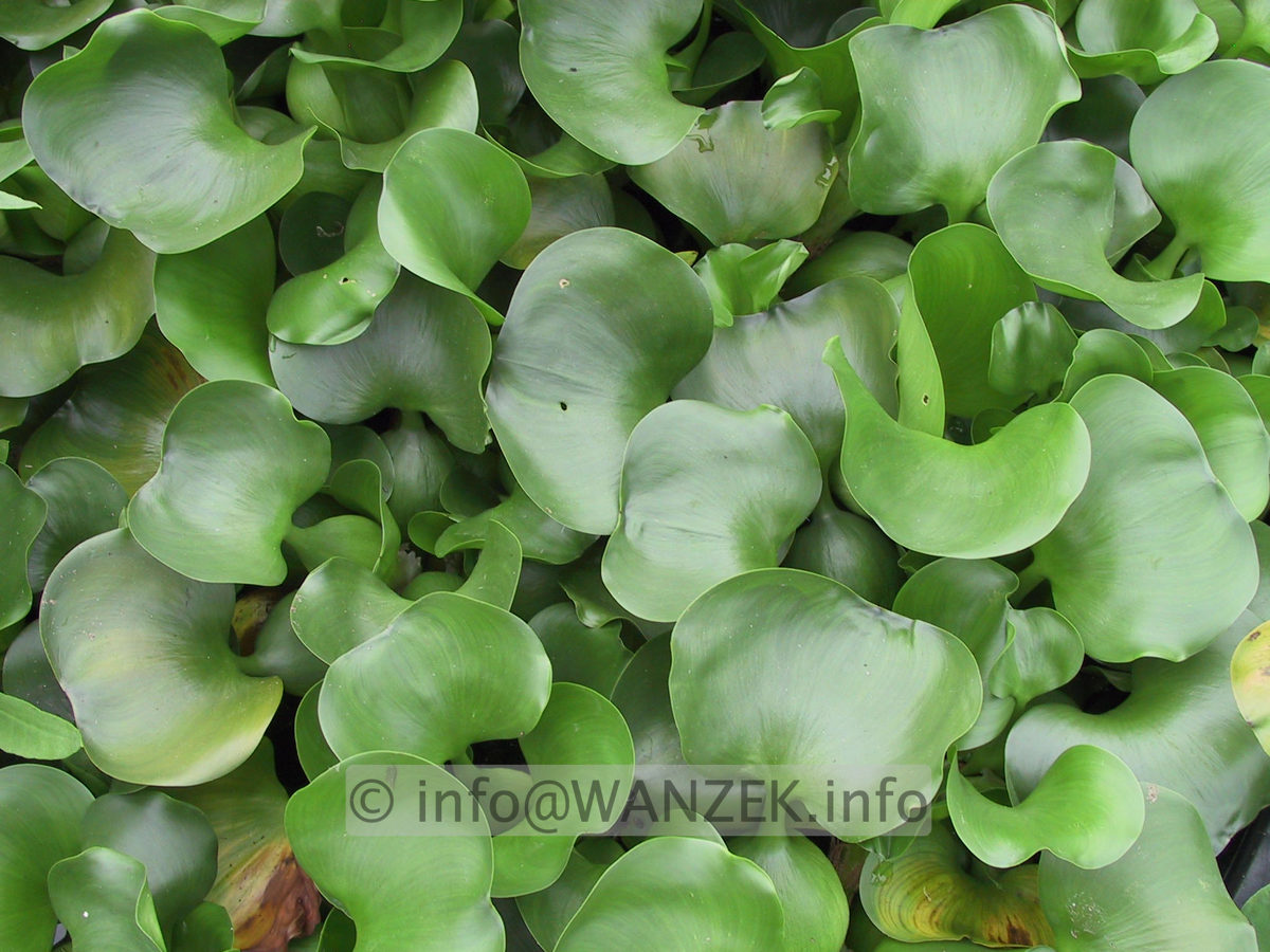 Eichhornia crassipes.JPG